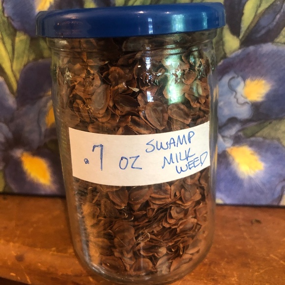 2000+/20g BULK Seeds~SWAMP Milkweed Asclepius Incarnata~Glass Jar~Monarch Host! - Picture 1 of 4